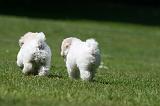 BICHON FRISE 578